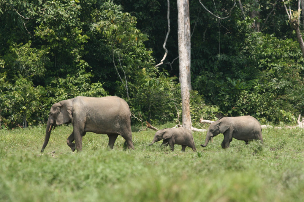 forest-elephant-family-group-in-a-rainforest-clearing-credit-richard-ruggierousfws