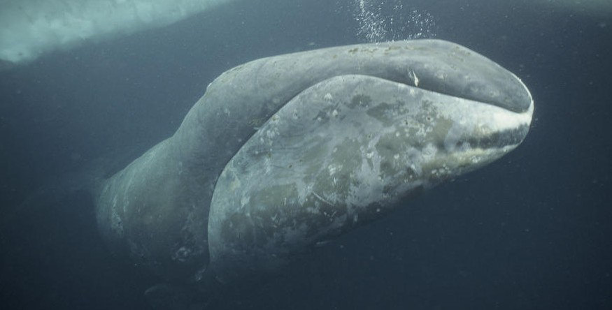 Bowhead whale, credit: Flickr/Day Donaldson