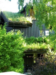 Green roof in Oslo, Norway