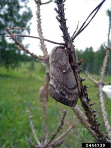 Is the boreal forest on the edge of a climate change tipping point? -  Unearthed