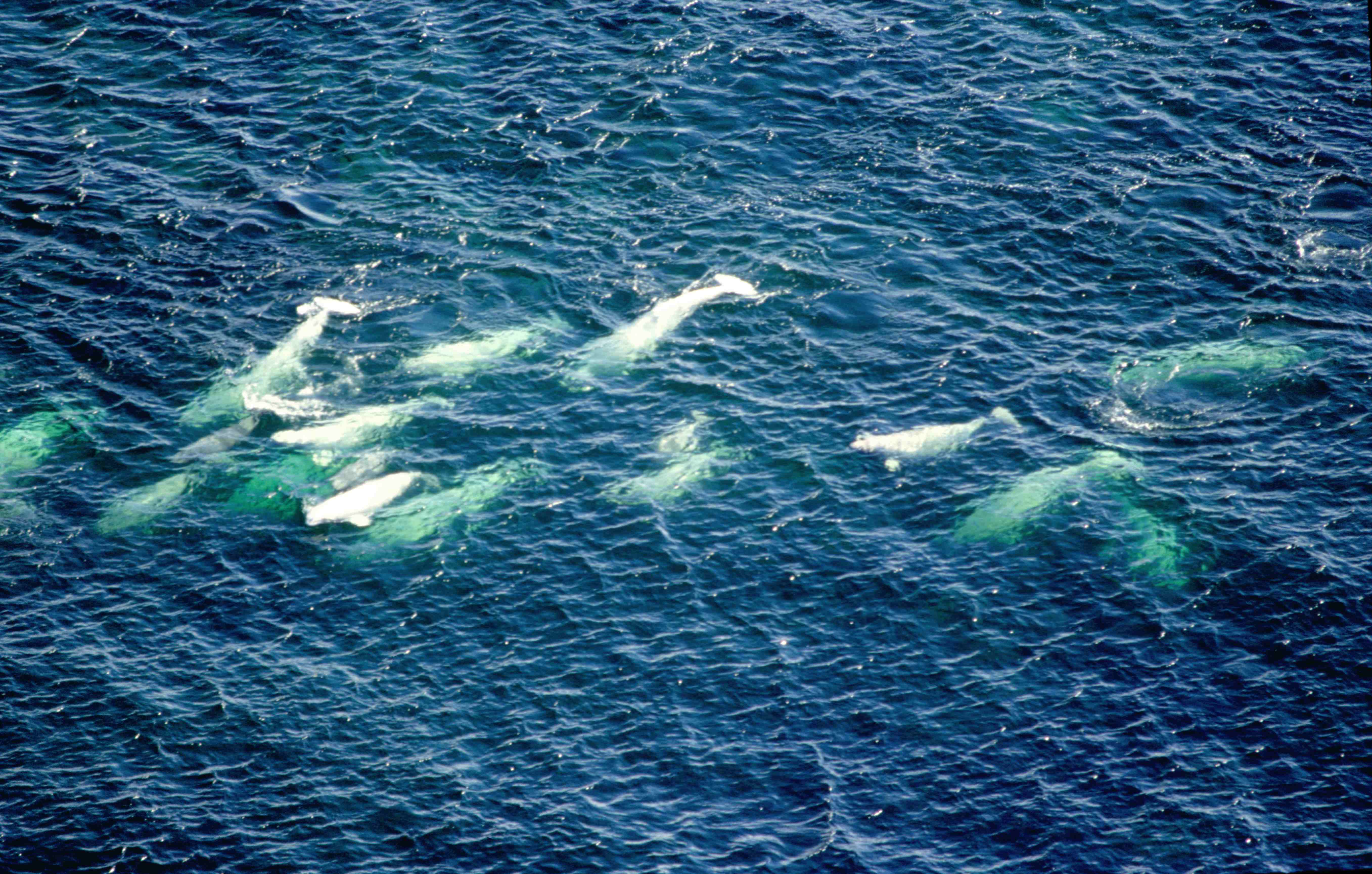 Beluga migration