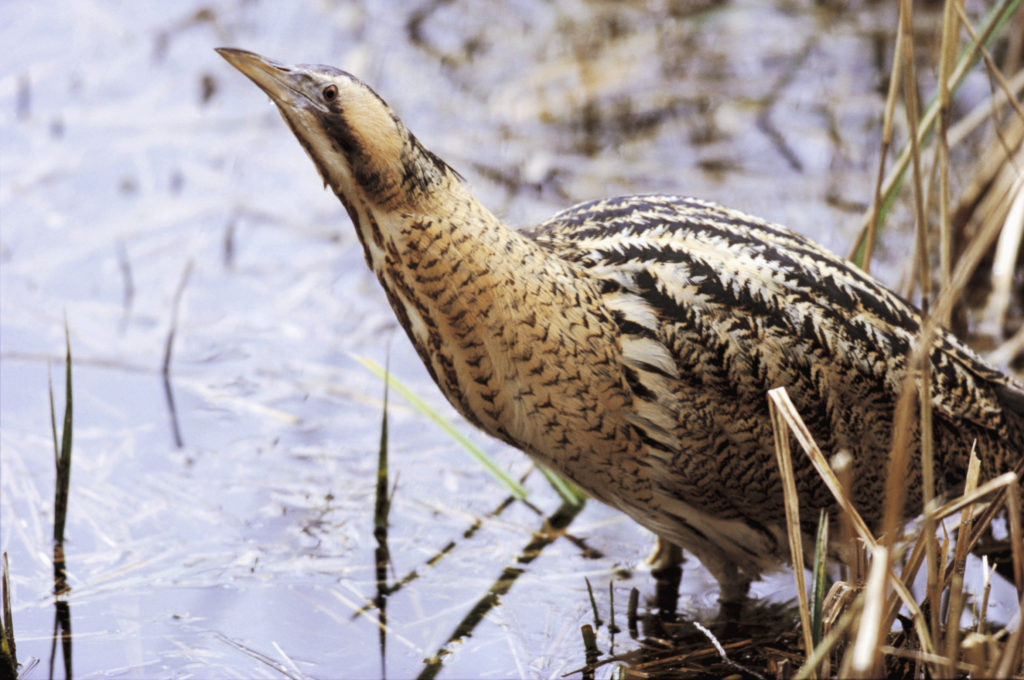 bittern-2