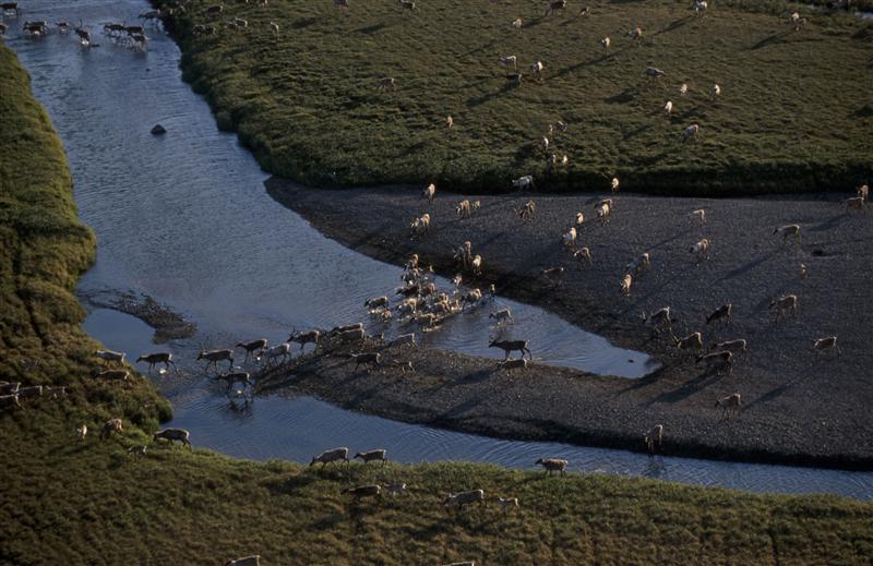 Caribou migrating to winter grounds from coastal plain, Alaska, USA