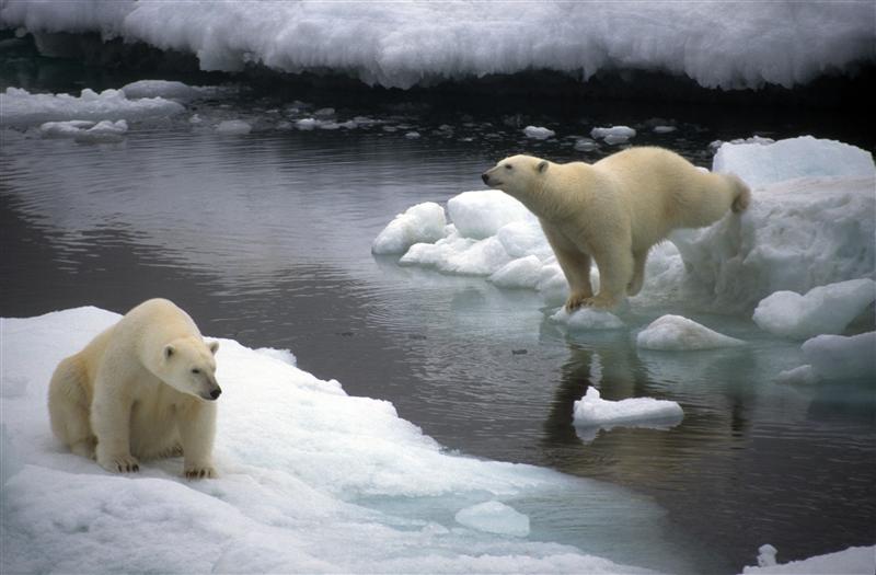 Polar bears, Chukchi sea