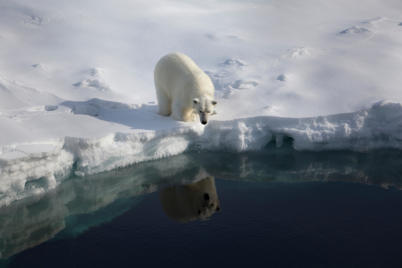 Polar bear - © Nick Cobbing / Greenpeace