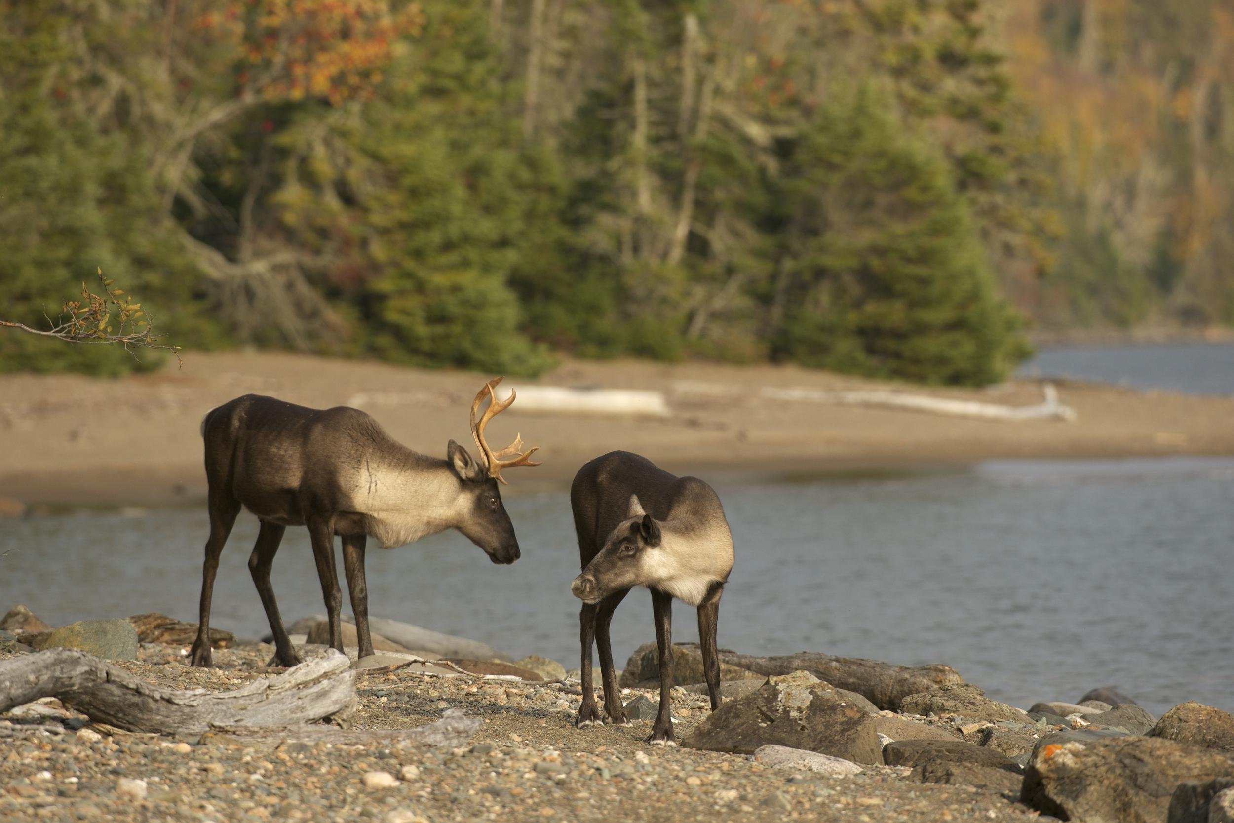 Woodland Caribous in CanadaWaldkaribus in Kanada