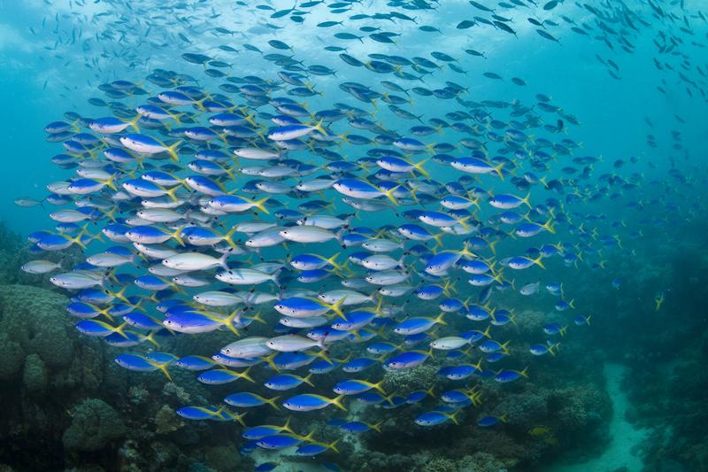 Fish in the Great Barrier Reef