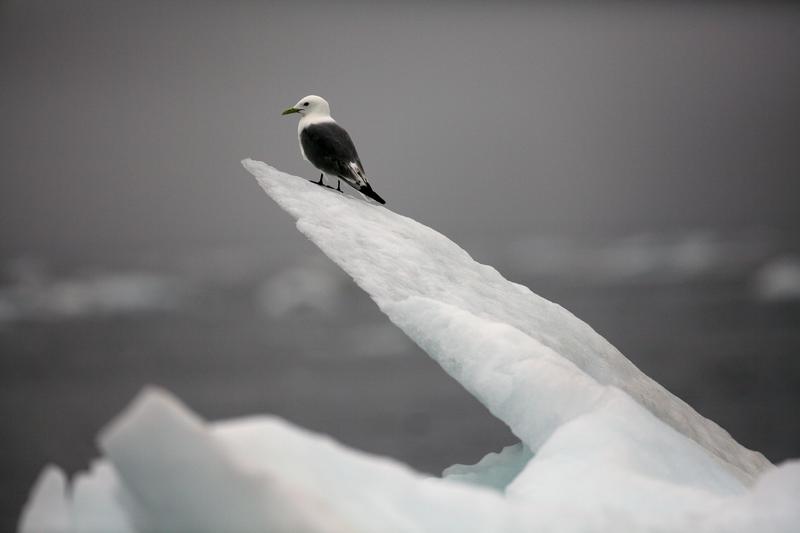 Sea Ice in the Chukchi Sea