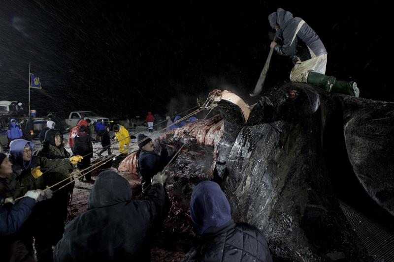 Subsistence whale hunt in Alaska
