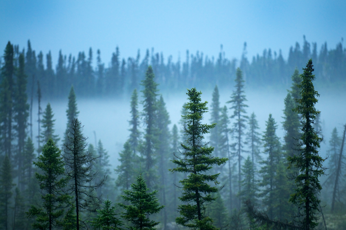 Is the boreal forest on the edge of a climate change tipping point