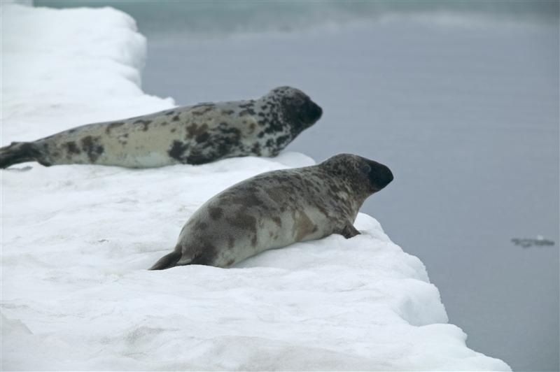 Ringed seals © Greenpeace / Steve Morgan