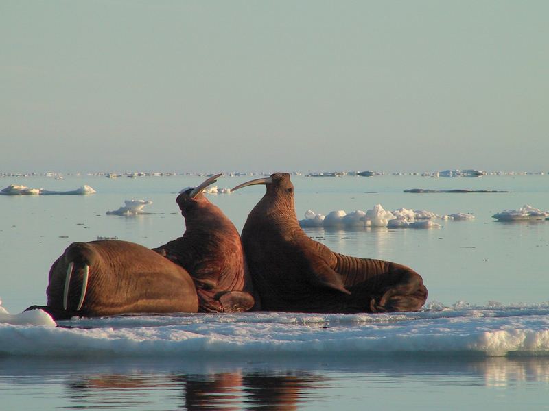 Wildlife on Wrangel Island in Russia