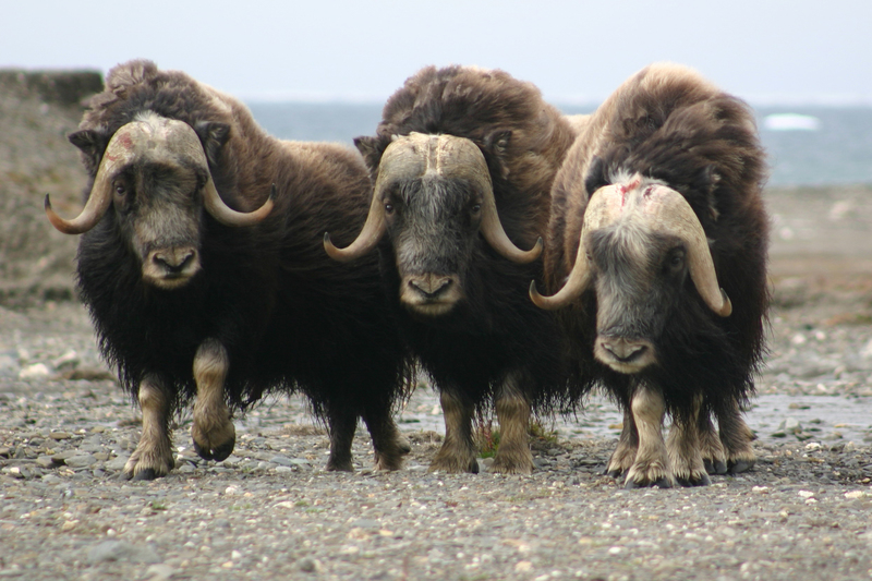 Wildlife on Wrangel Island in Russia