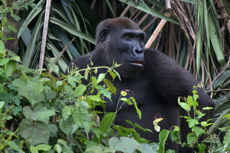 Gorillas live in the rainforest (Greenpeace / John Novis)