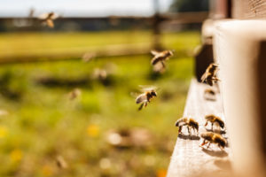 Bees in Flight in Germany Bienen