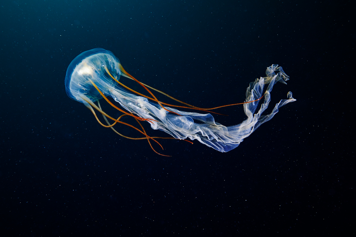 Scyphozoan Jellyfish