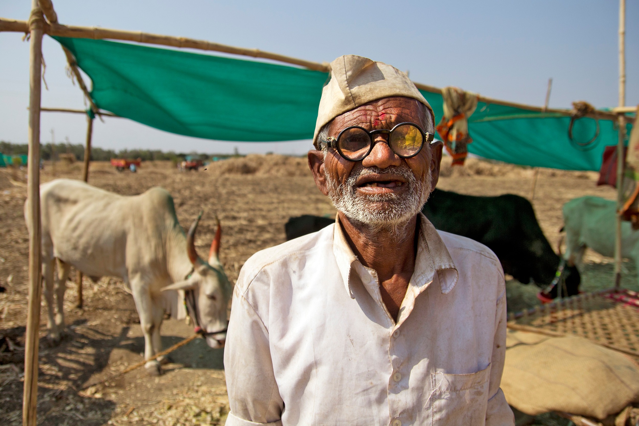 Farmer with Cattle in Maharashtra