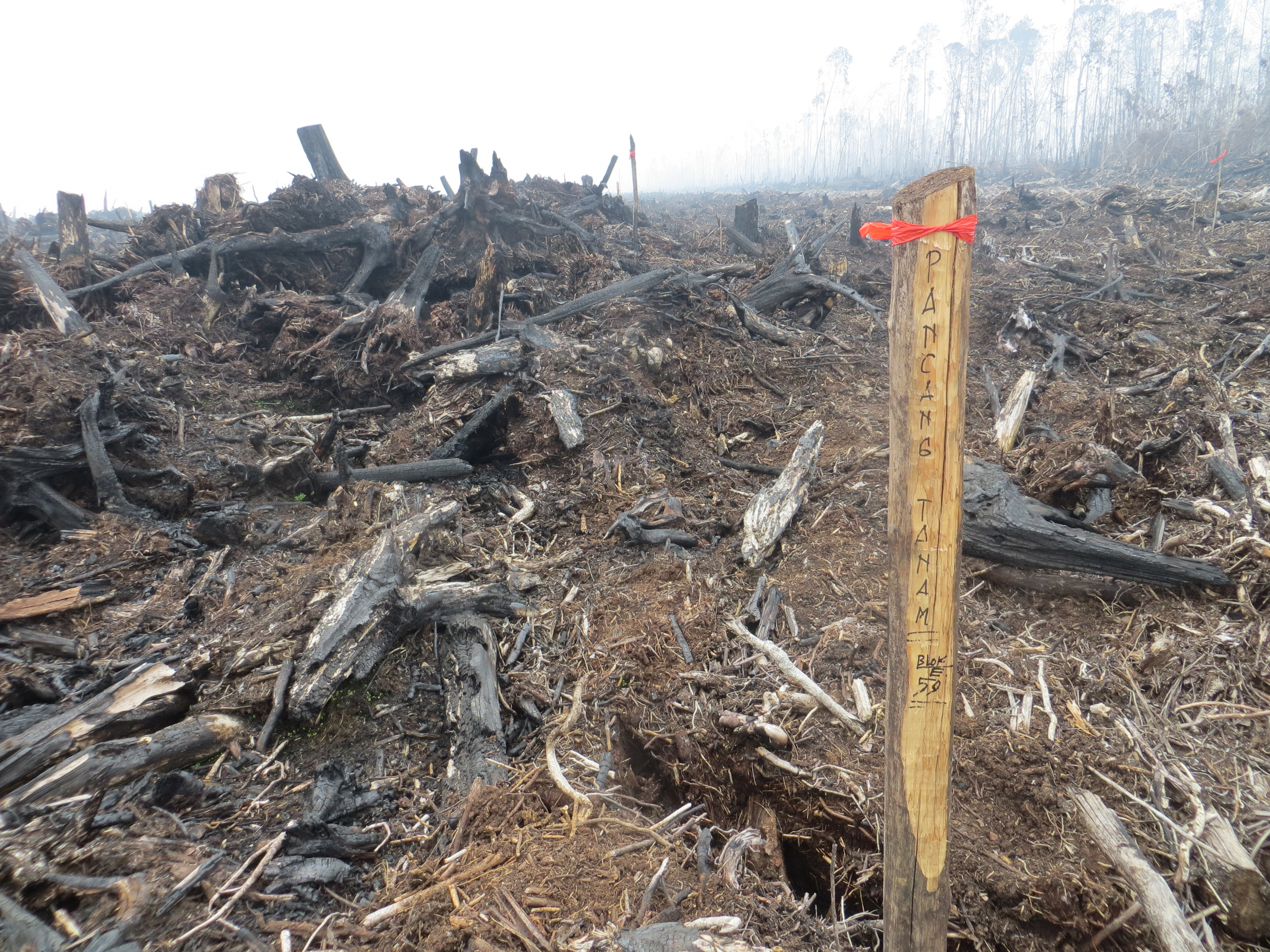 Sign marked ‘pancang tanam’ – sapling planting – in a recently burnt area of deep peatland in PT KAS