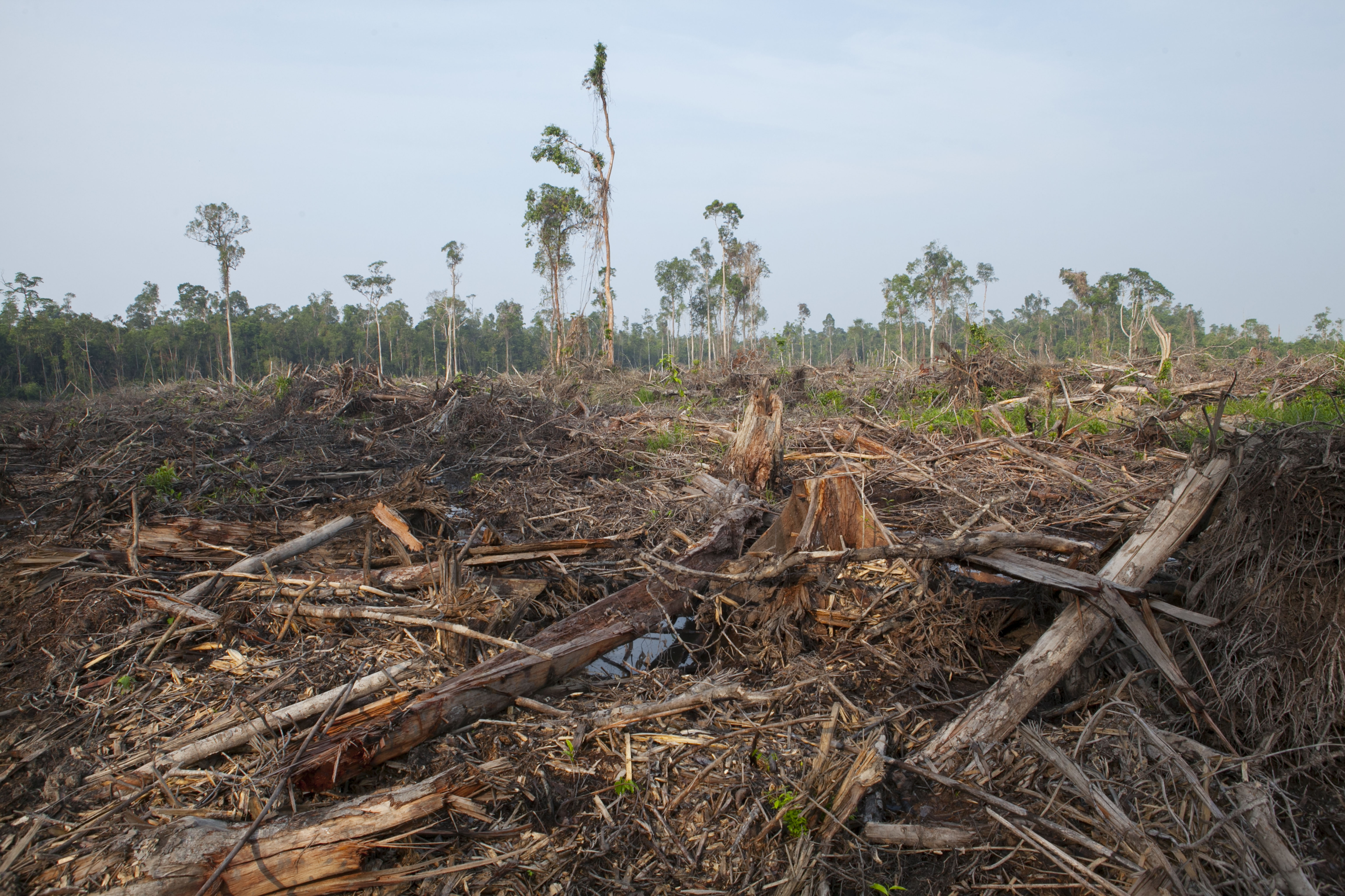 Palm Oil: What is it, why is it a problem, and can it be