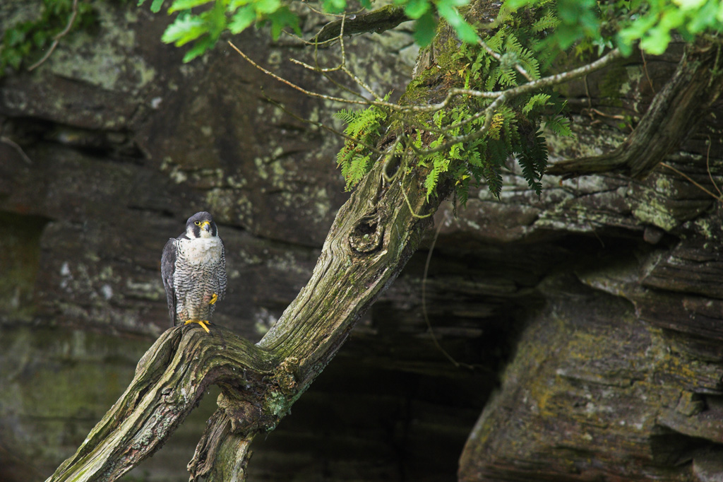 Malham-credit-Ben-Hall-rspb-images.com_