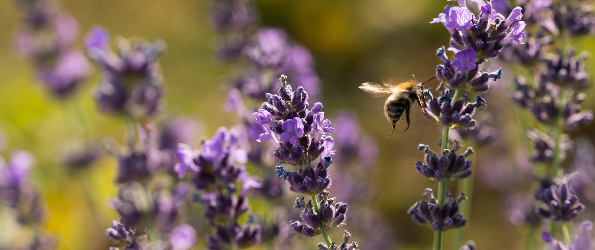 Criticism of Bayer and Syngenta bees research after neonicotinoids ...