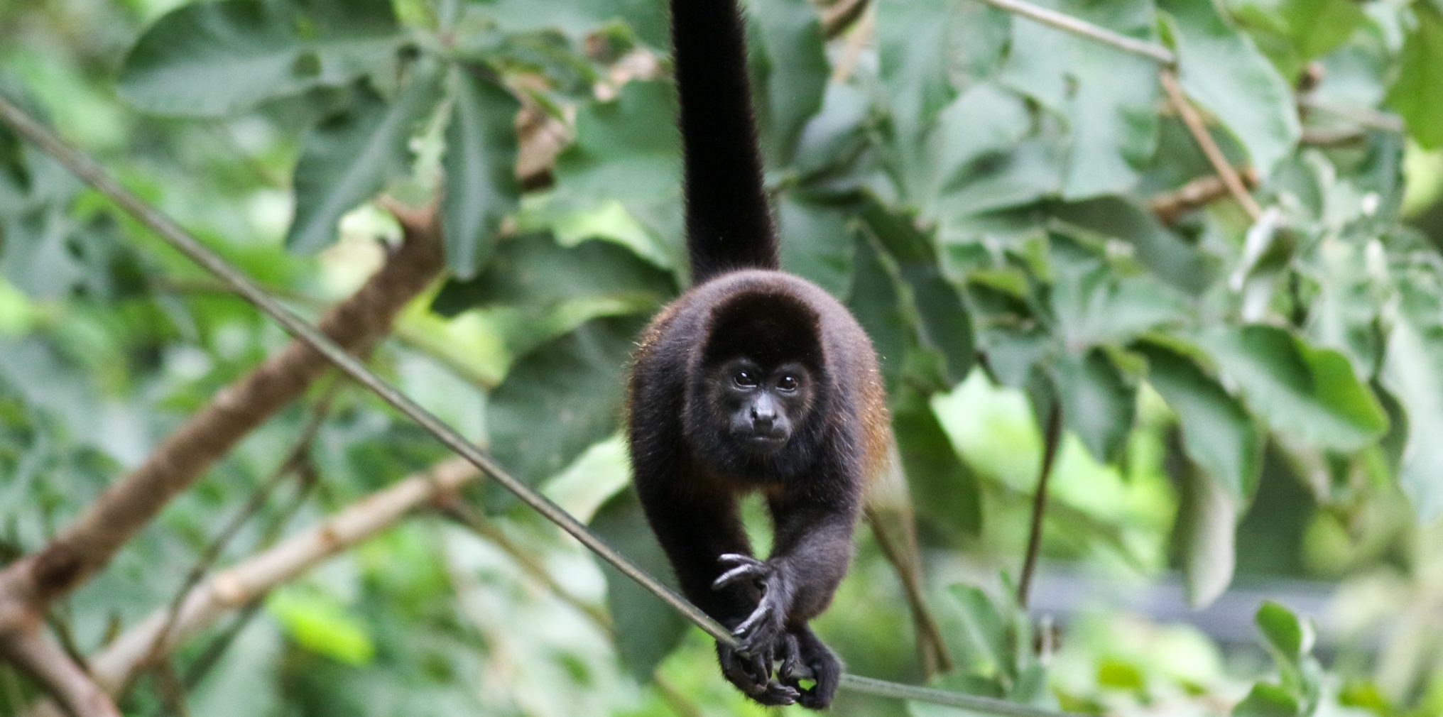 Cut-price power lines are killing howler monkeys in Costa Rica - Unearthed