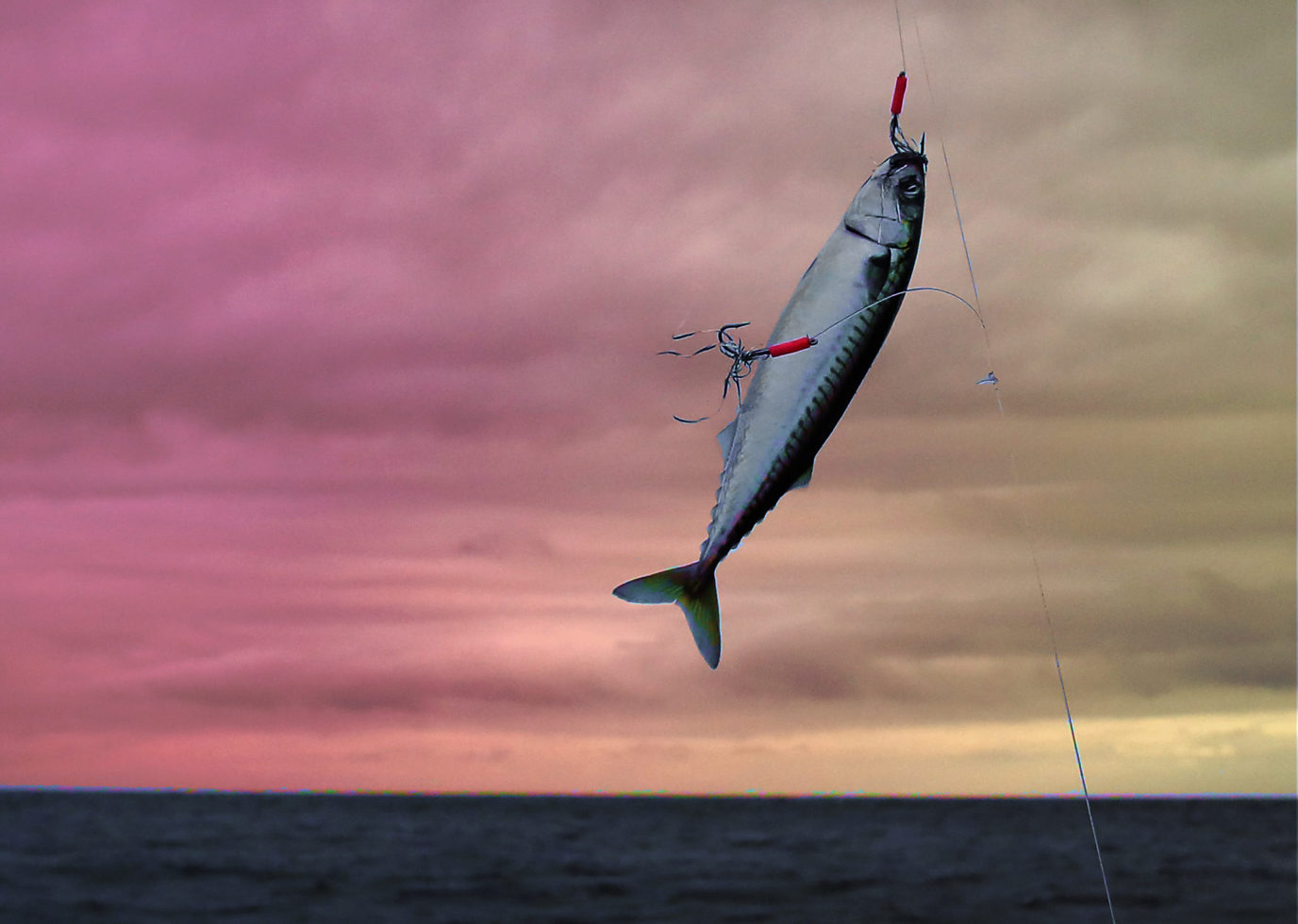 Why the UK’s £200m mackerel haul is losing its ‘sustainable’ label