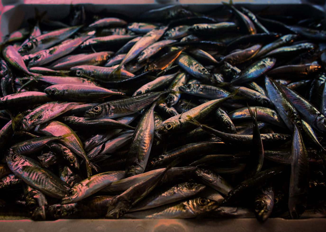 Why the UK’s £200m mackerel haul is losing its ‘sustainable’ label