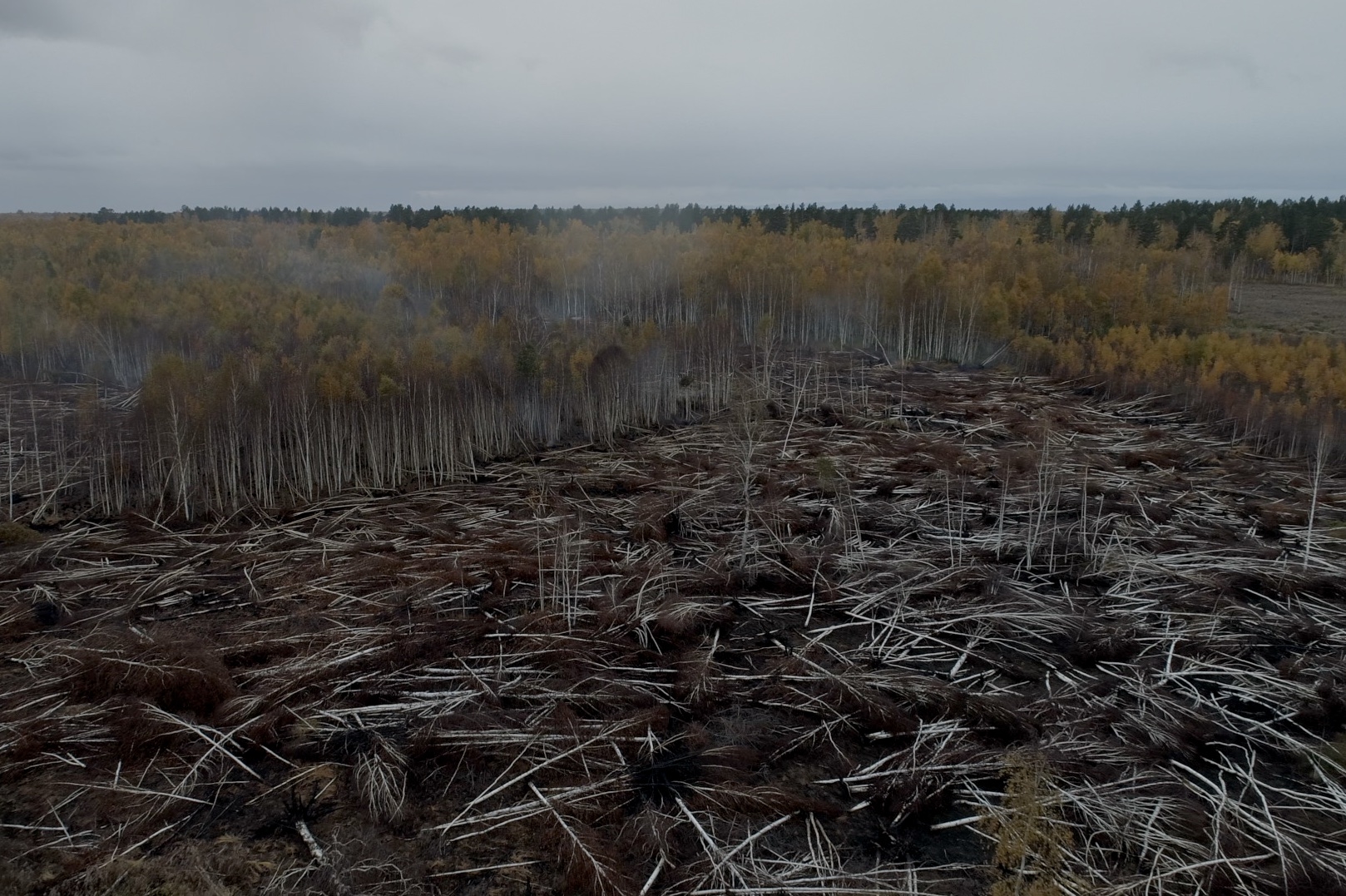 фото вырубки лесов китайцами
