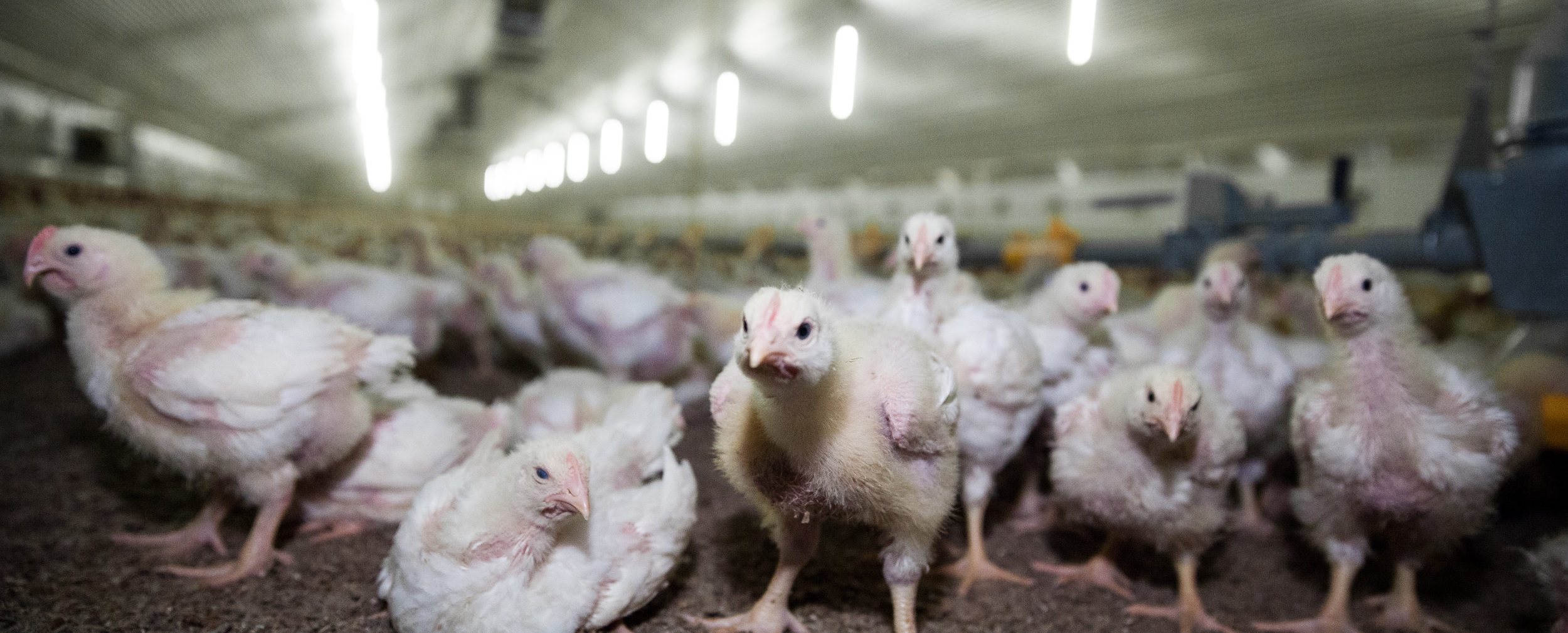 Demand for animal feed is driving the hazardous pesticide industry