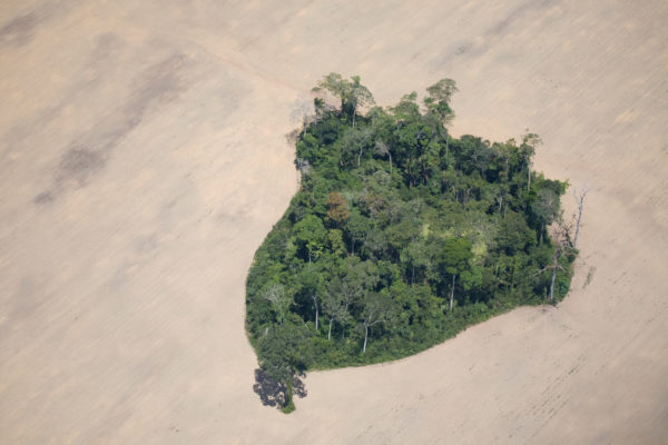 Deforestation of  rainforest accelerates amid COVID-19 pandemic - ABC  News