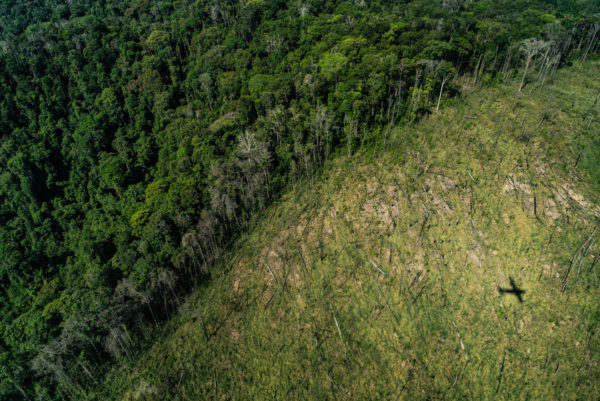 Deforestation of  rainforest accelerates amid COVID-19