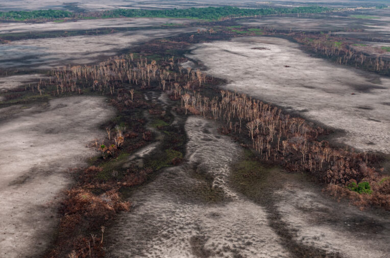 Deforestation in the  is accelerating the point of no return