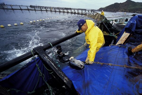 Tuna Fishing Boat Raising Its Fishing Net High-Res Stock Photo - Getty  Images