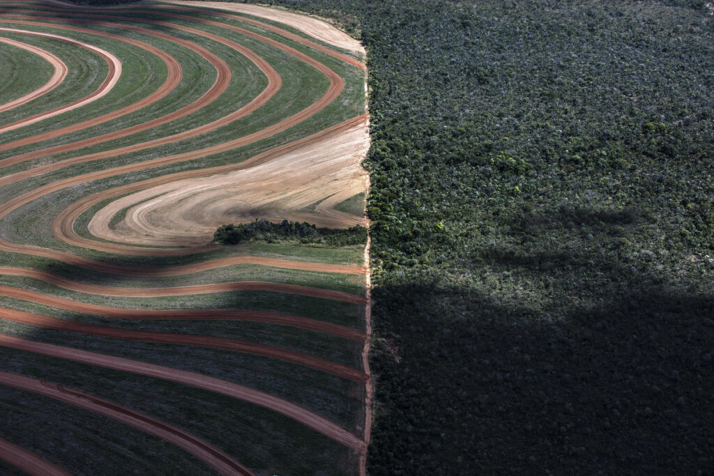 Global food giants sourced soya linked to illegal  deforestation -  Unearthed