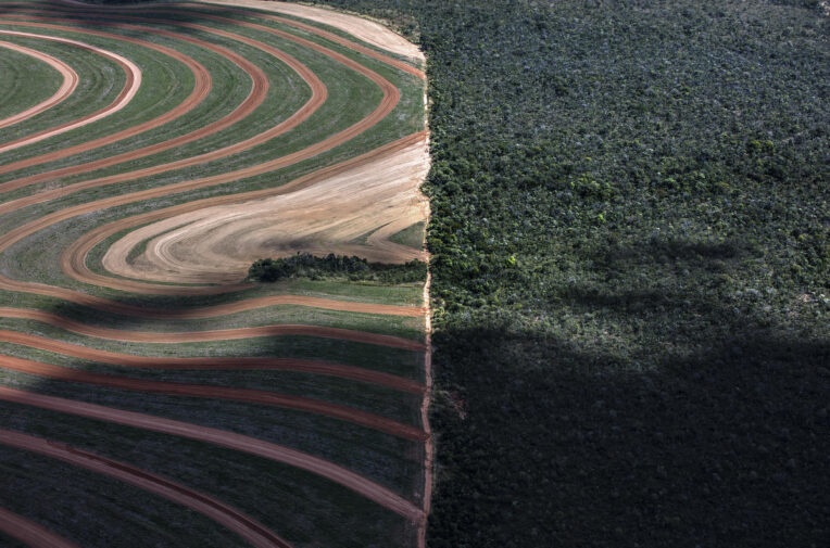 Razing Brazils Upside Down Forest How Global Hunger For Soya Is Consuming The Cerrado 4151