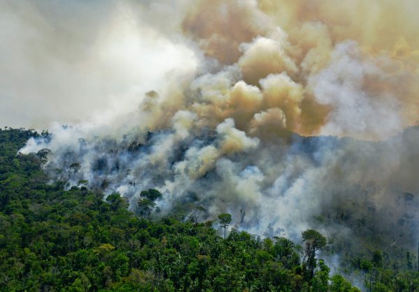 Global food giants sourced soya linked to illegal  deforestation -  Unearthed