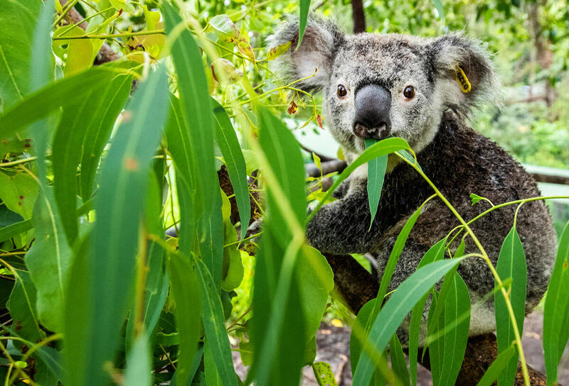 Update: Animal agriculture drives 79% of deforestation in Australia.